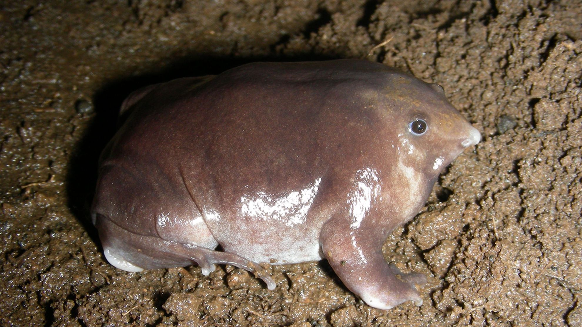 New underground dwelling frog species discovered in the Western Ghats, India